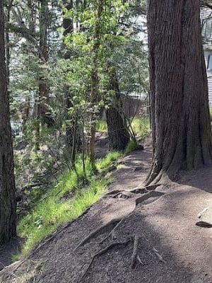 Upper Douglass Dog Play Area