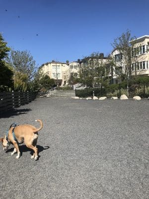 Brotherhood Mini Dog Park