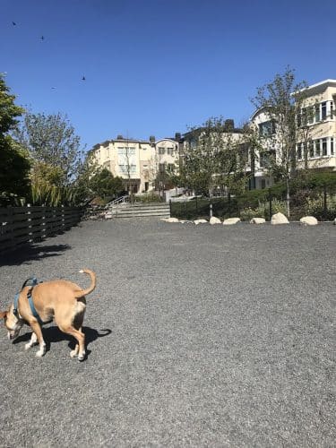 Brotherhood Mini Dog Park