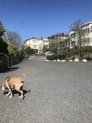 Brotherhood Mini Dog Park