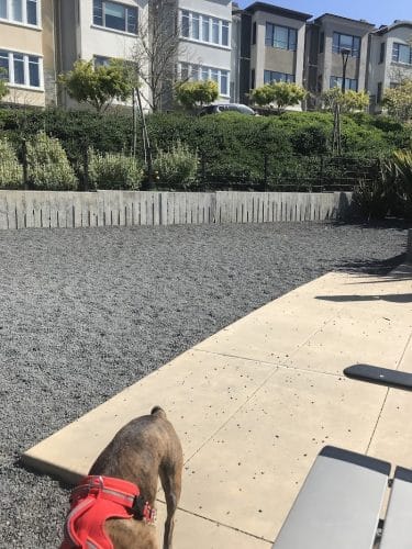 Brotherhood Mini Dog Park