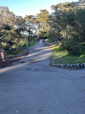 Buena Vista Dog Play Area