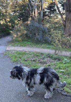 Buena Vista Dog Play Area