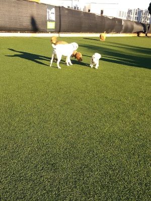 Dog Park | Moscone Park