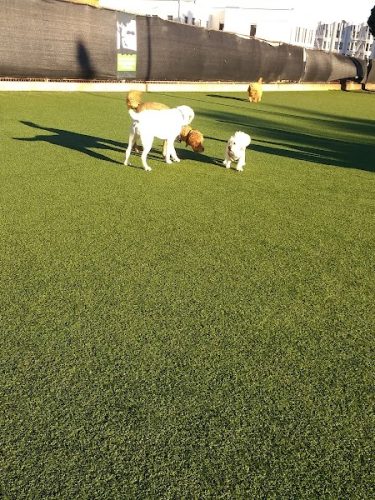 Dog Park | Moscone Park
