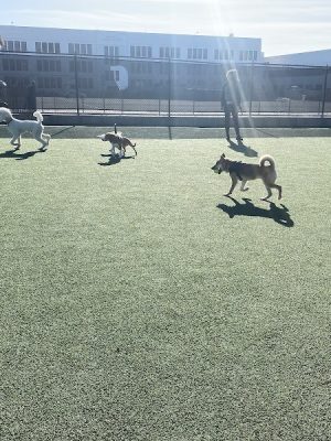 Dog Park | Moscone Park