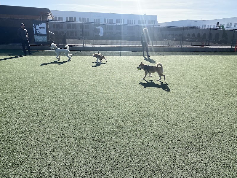 Dog Park | Moscone Park - San Francisco, CA