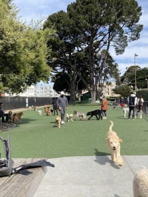 Dog Park | Moscone Park
