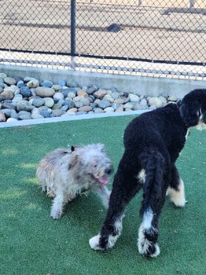 Dog Park | Moscone Park