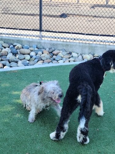 Dog Park | Moscone Park