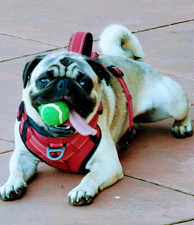 Dog Park | Moscone Park - San Francisco, CA