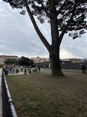 Dog Park | Moscone Park