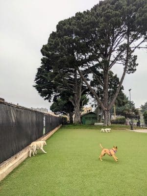 Dog Park | Moscone Park