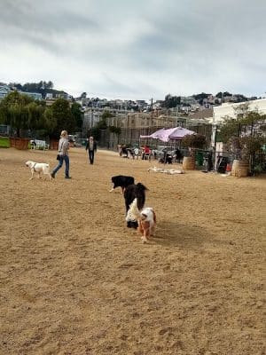 Eureka Valley Dog Play Area