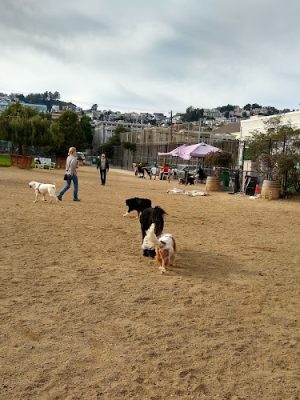 Eureka Valley Dog Play Area
