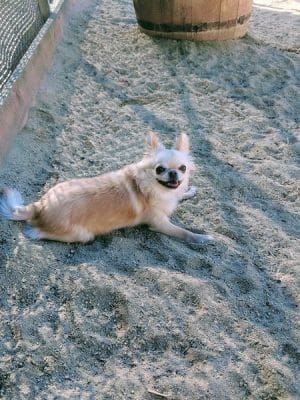 Eureka Valley Dog Play Area