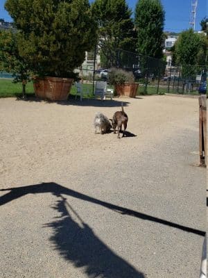 Eureka Valley Dog Play Area