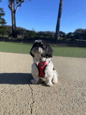Golden Gate Park Dog Training Area