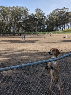 Golden Gate Park Dog Training Area