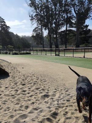 Golden Gate Park Dog Training Area