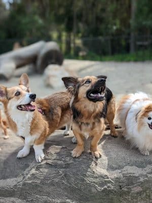 Golden Gate Park Dog Training Area