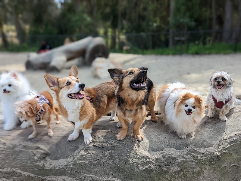 Golden Gate Park Dog Training Area - San Francisco, CA