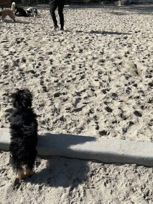 Golden Gate Park Dog Training Area