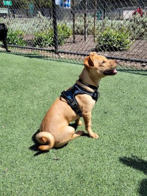 Golden Gate Park Dog Training Area