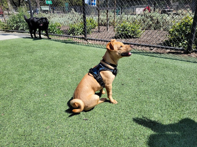 Golden Gate Park Dog Training Area - San Francisco, CA