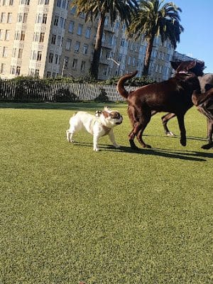 Lafayette Park Dog Play Area