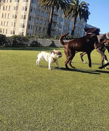 Lafayette Park Dog Play Area