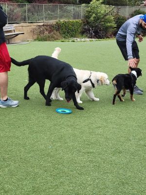 Lafayette Park Dog Play Area