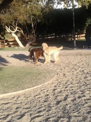 Mission Creek Dog Park