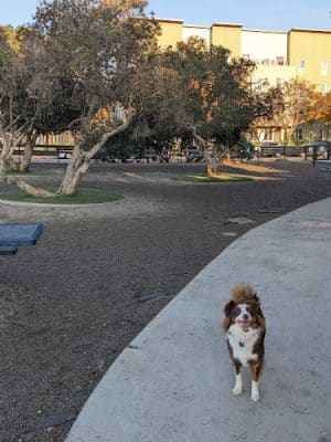 Mission Creek Dog Park