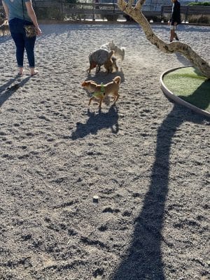 Mission Creek Dog Park