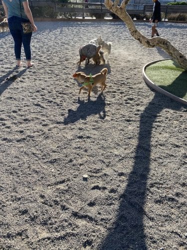 Mission Creek Dog Park
