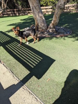 Mission Creek Dog Park