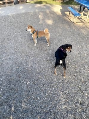 Mission Creek Dog Park