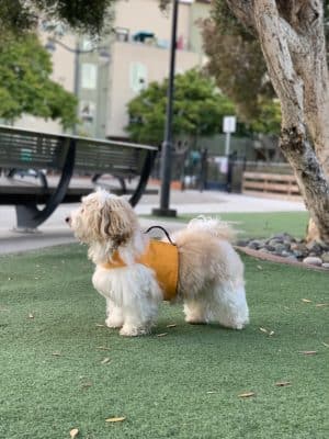 Mission Creek Dog Park