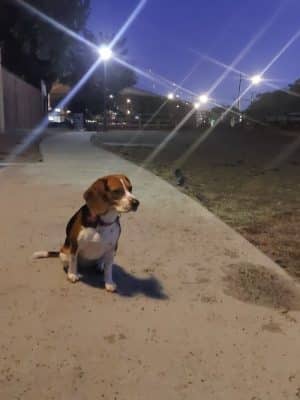 Mission Creek Dog Park