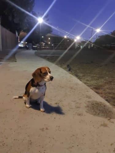 Mission Creek Dog Park