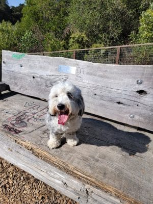 Mountain Lake Park Dog Play Area
