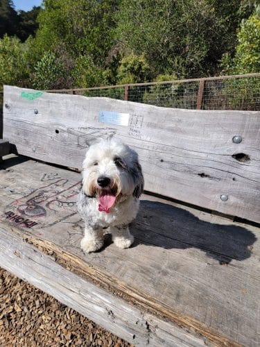 Mountain Lake Park Dog Play Area