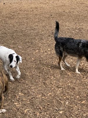 Mountain Lake Park Dog Play Area