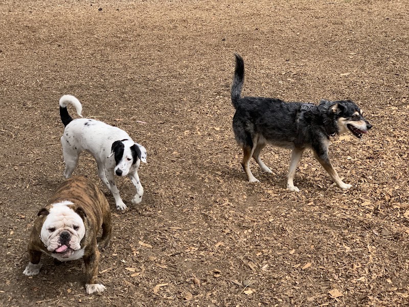 Mountain Lake Park Dog Play Area - San Francisco, CA