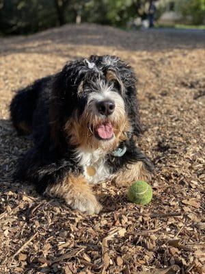 Mountain Lake Park Dog Play Area