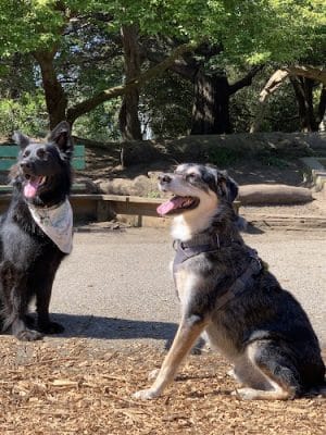 Mountain Lake Park Dog Play Area