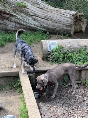 Mountain Lake Park Dog Play Area