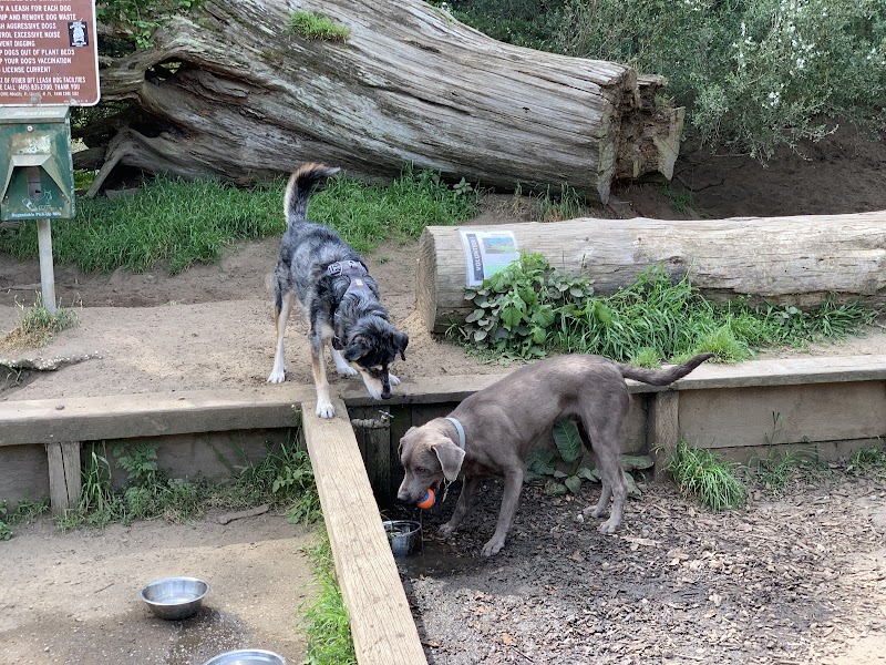 Mountain Lake Park Dog Play Area - San Francisco, CA