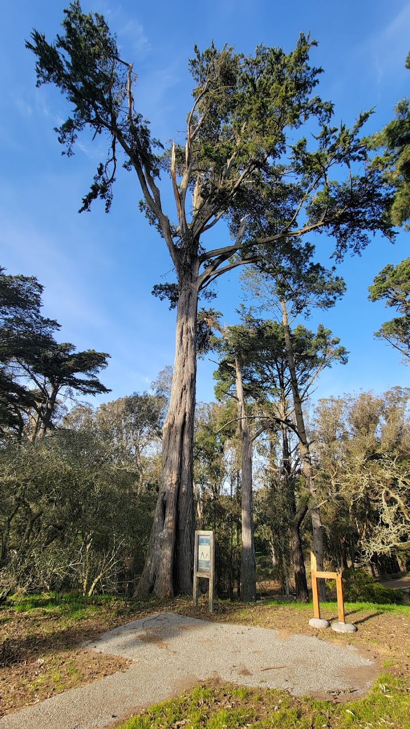 Mountain Lake Park Dog Play Area - San Francisco, CA
